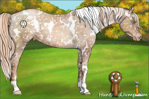 Horse Color:White Spotted Liver Chestnut Pearl Appaloosa 