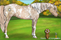 Horse Color:White Spotted Liver Chestnut Pearl Appaloosa 