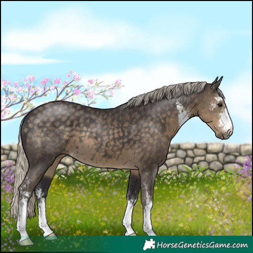 Horse Color:Silver Smoky Black Sabino 