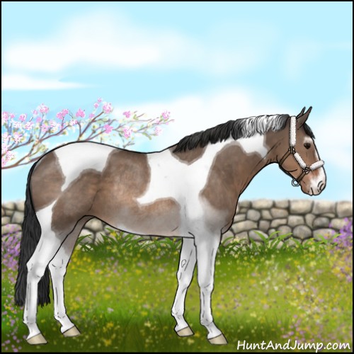 Horse Color:Brown Dun Sabino Tobiano Rabicano