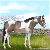 Horse Color:Brown Dun Sabino Tobiano Rabicano