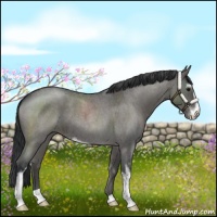 Horse Color:Grullo Roan Sabino