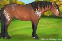 Horse Color:White Spotted Bay 