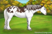 Horse Color:Silver Brown Sabino Splash Appaloosa 