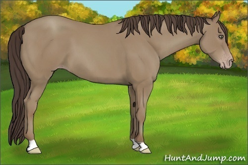 Horse Color:Classic Champagne 