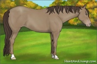 Horse Color:Classic Champagne 