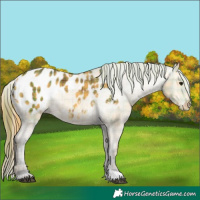 Horse Color:Plaid  Buckskin Appaloosa Rabicano 