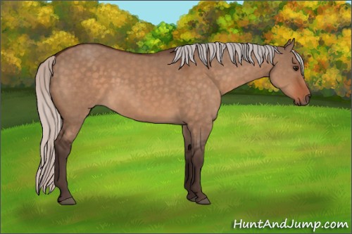 Horse Color:Silver Bay Dun Sabino Rabicano 