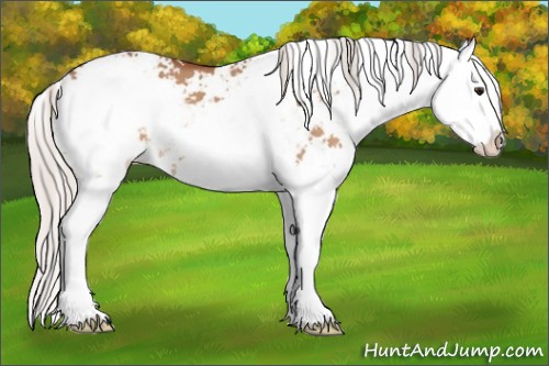 Horse Color:Silver Bay Dun Sabino Splash 