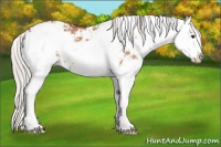Horse Color:Silver Bay Dun Sabino Splash
