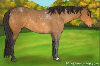 Horse Color:Buckskin 