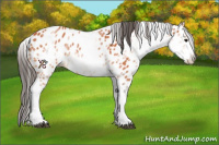 Horse Color:White Spotted Bay Appaloosa 