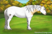 Horse Color:Buckskin Splash Tobiano Frame 