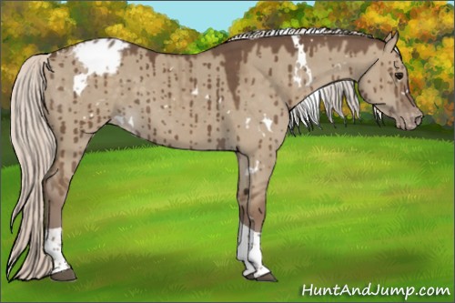 Horse Color:White Spotted Silver Grullo Tobiano Varnish Brindle