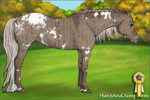 Horse Color:White Spotted Silver Grullo Appaloosa Brindle 