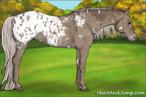 Horse Color:White Spotted Silver Grullo Appaloosa Brindle 
