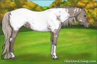 Horse Color:White Spotted Silver Grullo Tobiano Appaloosa Brindle