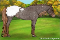 Horse Color:Liver Red Roan Appaloosa 