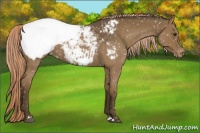 Horse Color:Chocolate Palomino Roan Appaloosa