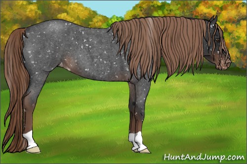 Horse Color:Liver Red Roan Appaloosa