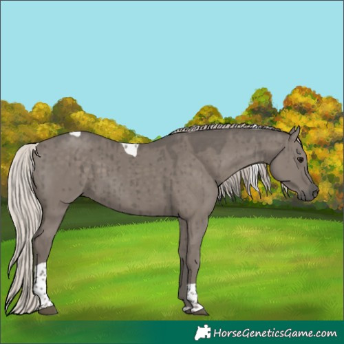 Horse Color:Silver Grullo Tobiano Brindle