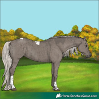 Horse Color:Silver Grullo Tobiano Brindle 