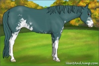 Horse Color:Watercolor Smoky Black Chinchilla Sabino 