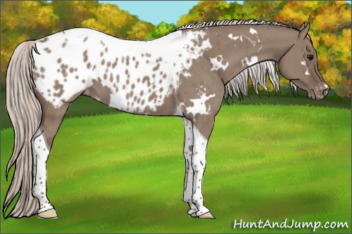 Horse Color:White Spotted Silver Grullo Tobiano Appaloosa Brindle