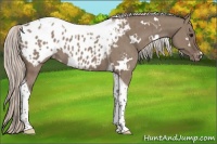 Horse Color:White Spotted Silver Grullo Tobiano Blanket Brindle 
