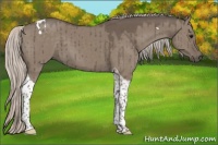 Horse Color:Silver Grullo Tobiano Brindle 