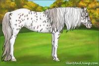 Horse Color:White Spotted Silver Grullo Tobiano Near Leopard Brindle 
