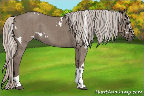 Horse Color:White Spotted Silver Grullo Tobiano Brindle