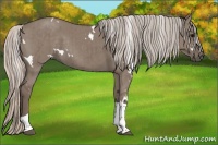 Horse Color:White Spotted Silver Grullo Tobiano Brindle 
