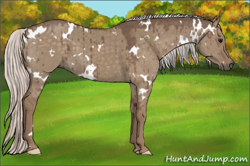 Horse Color:White Spotted Silver Grullo Brindle