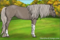 Horse Color:Silver Grullo Tobiano Brindle 