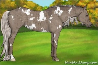 Horse Color:White Spotted Silver Grullo Brindle 