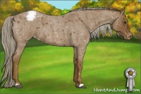 Horse Color:Chocolate Palomino Roan Appaloosa