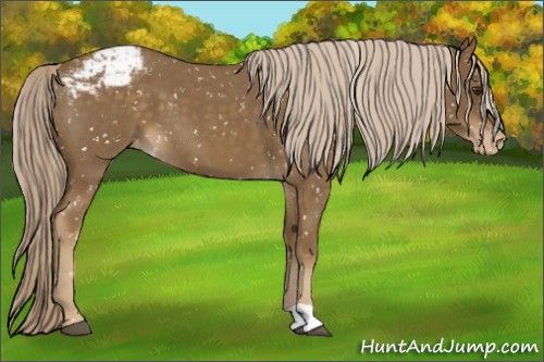 Horse Color:Chocolate Palomino Roan Appaloosa 