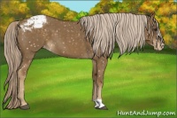 Horse Color:Chocolate Palomino Roan Appaloosa 