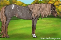 Horse Color:Liver Red Roan Appaloosa 