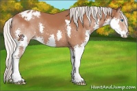 Horse Color:Silver Bay Splash Appaloosa 
