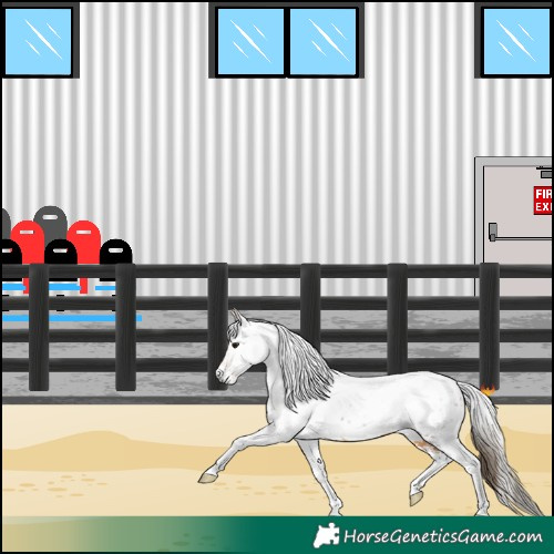 Horse Color:Gray Buckskin Sabino Tobiano Appaloosa Rabicano