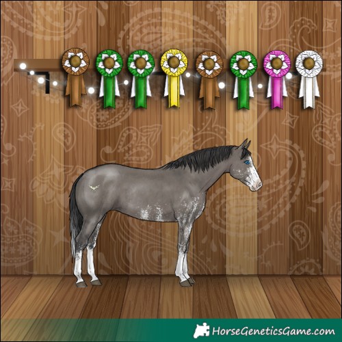Horse Color:White Spotted Grullo Splash Rabicano 