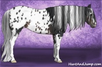 Horse Color:White Spotted Brown Appaloosa 