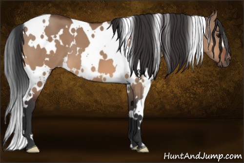 Horse Color:White Spotted Bay Dun 