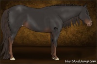 Horse Color:Liver Chestnut Appaloosa 