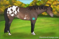 Horse Color:Brown Appaloosa 