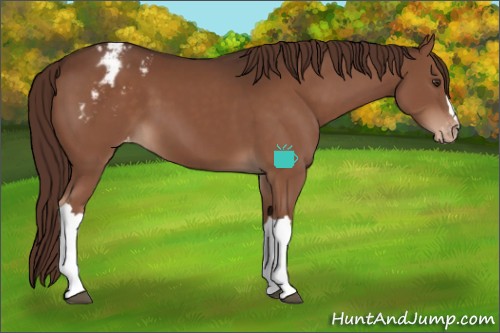 Horse Color:Liver Chestnut Appaloosa 