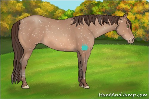 Horse Color:Sable Champagne Appaloosa 