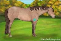 Horse Color:Sable Champagne Appaloosa 